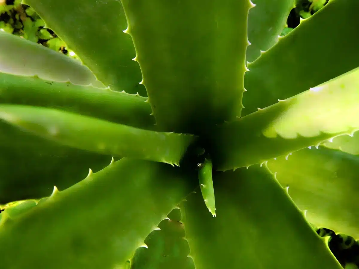Aloe‑Vera‑Gel wird auf die Haut aufgetragen zur Beruhigung